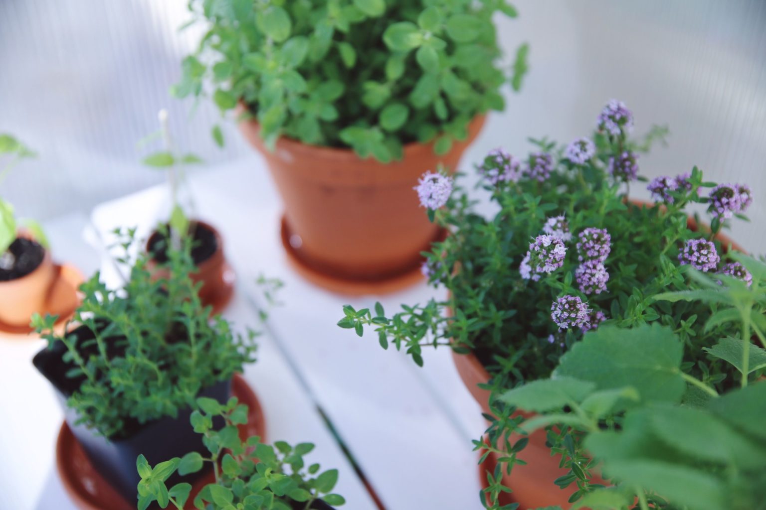 Projekt Dachgarten - Der Wunsch nach Grün – Aurelia Creative